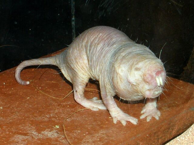 File:Naked-Mole-Rat.jpg