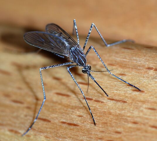 File:Mosquito.jpg
