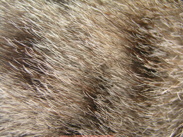 File:Cat Furs.jpg