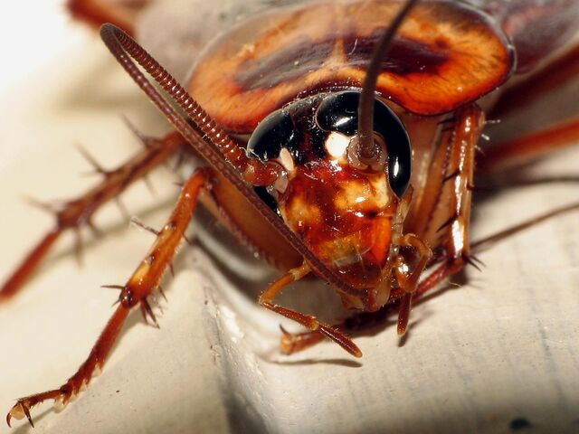 File:Cockroach2.jpg