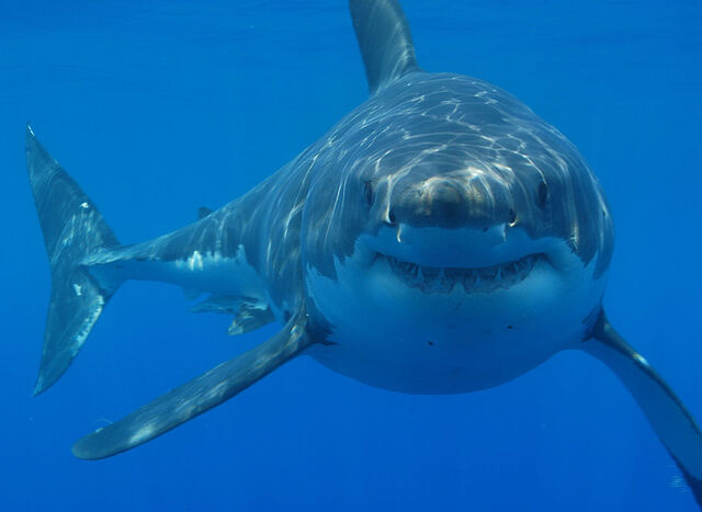 File:Shark.jpg
