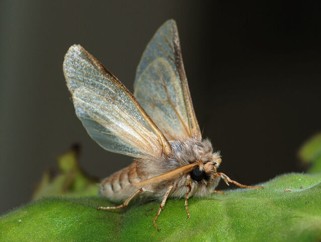 File:Moths2.jpg