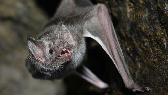 File:Vampire Bat.jpg