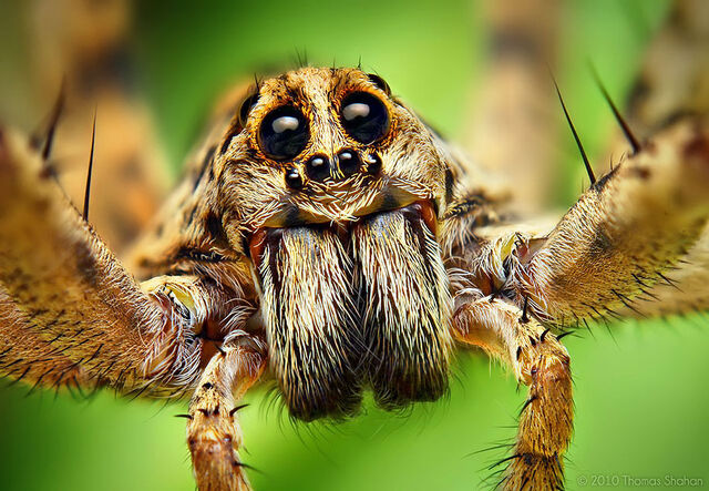 File:Spiders2.jpg