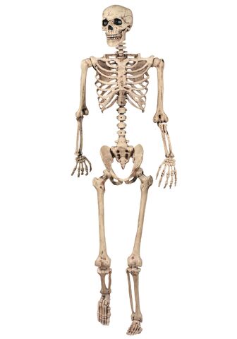 File:Skeleton.jpg