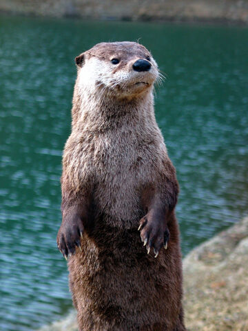 File:Otters.jpg