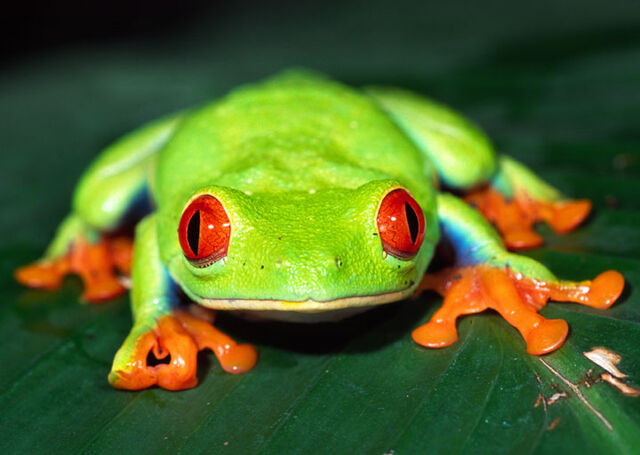 File:Red eyed tree frog.jpg