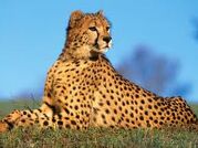 Gepard.jpeg