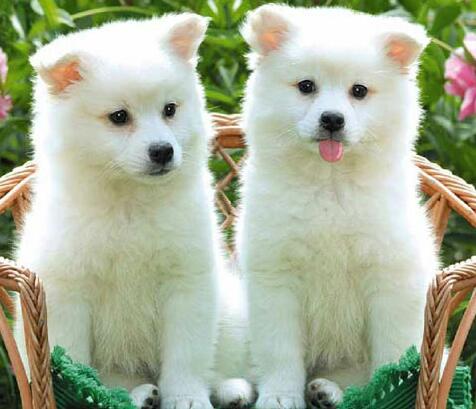 Plik:Adorable pets-1.jpg