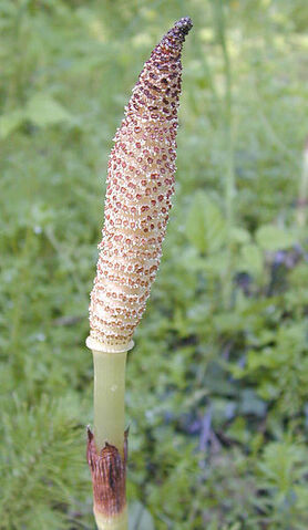 File:348px-Equisetum arvense strob.jpg