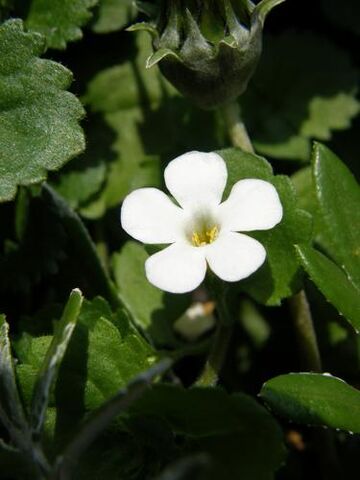 File:Bacopa Cabana.jpg