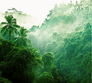 Las-borneo.jpg.png