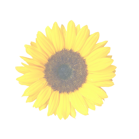 File:Sunflower bg image1.png