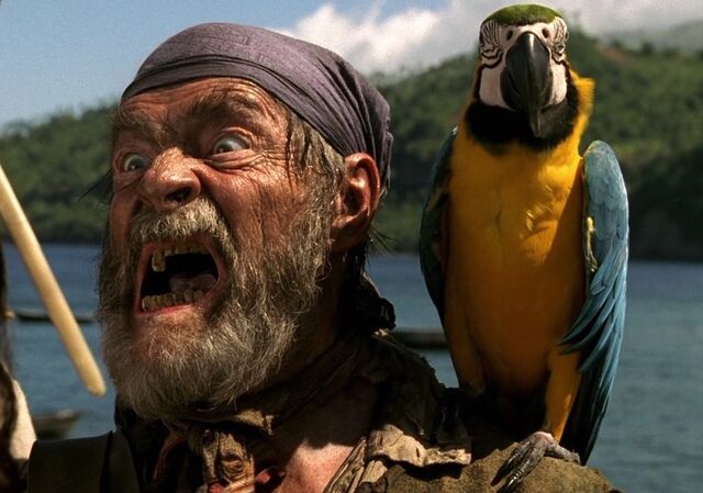 File:CottonAndParrot2.jpg