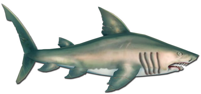 File:POTCOShark.jpg