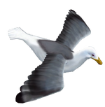 Seagull2