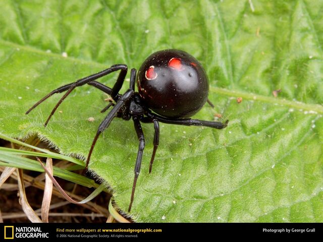 File:Black-widow-spider 2.jpg