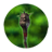 Staff pestilence