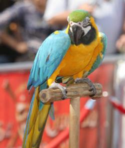 250px-AWEPremiereParrot