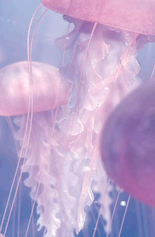 File:Jellyfish.png