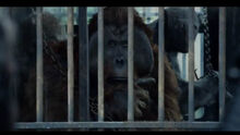 Maurice in cage