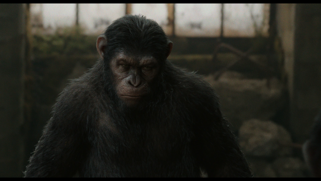 File:Caesar angry at Koba.png