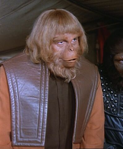 File:Orangutan council member.jpg