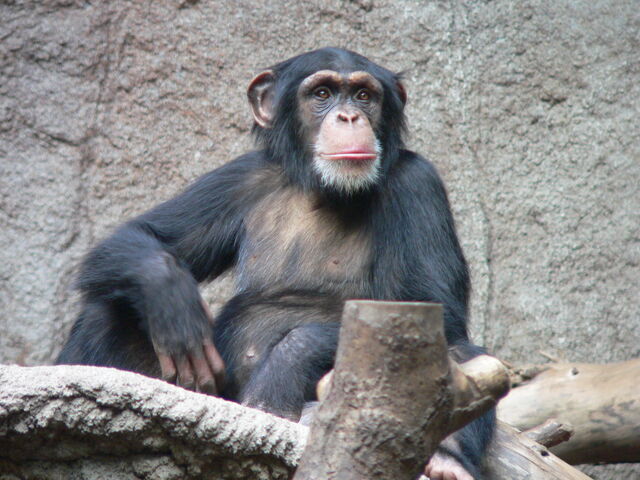 File:Schimpanse Zoo Leipzig.jpg