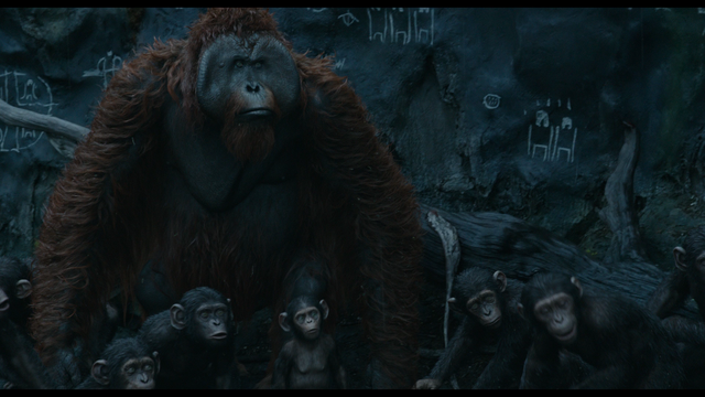 File:Maurice with young apes.png