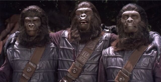 File:Gorilla Photograph.jpg