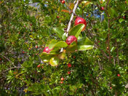 Punica.granatum(04).jpg