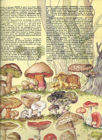 Fișier:Scan0003.jpg