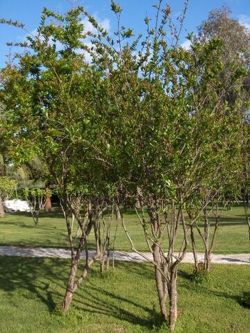 Fișier:Punica.granatum(01).jpg