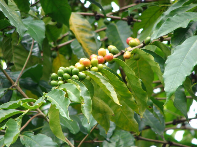 Fișier:Starr 070308-5472 Coffea arabica.jpg