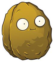 Wall-nut