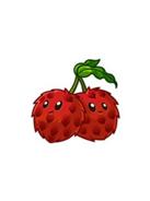 Litchi
