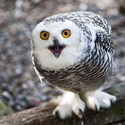 File:Owl.jpg