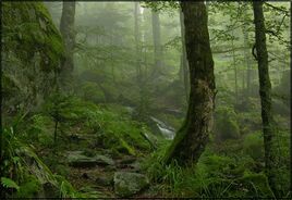 Wilder Wald.jpg