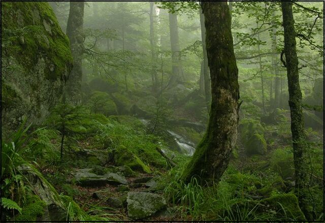 Datei:Wilder Wald.jpg