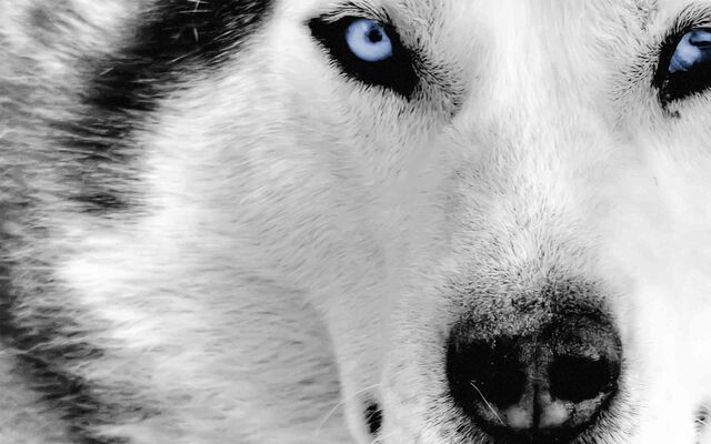 Plik:Wolf-background.jpg