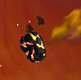 Wormheart-0