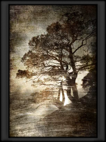 File:Tree Art Habitat.png