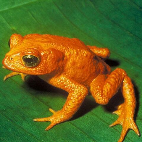 File:IHerpetologist.jpg
