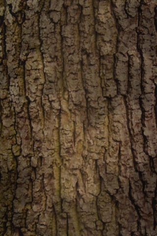 File:Tree.png