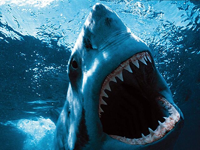 File:GreatWhite.jpg