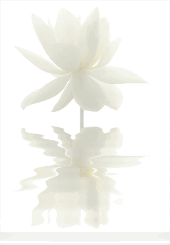File:White-lotus-flower.gif