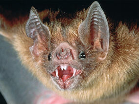 Vampire-bat-1