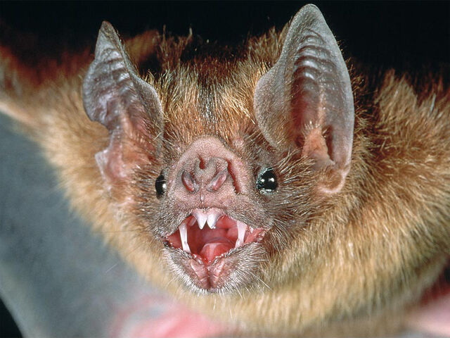 File:Vampire-bat-1.jpg