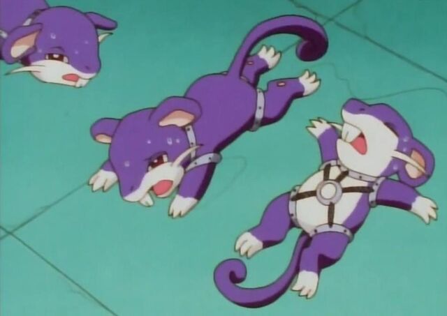File:A.J.'s Rattata; Rest.jpg