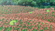 File-Shaymin Gracidea.png